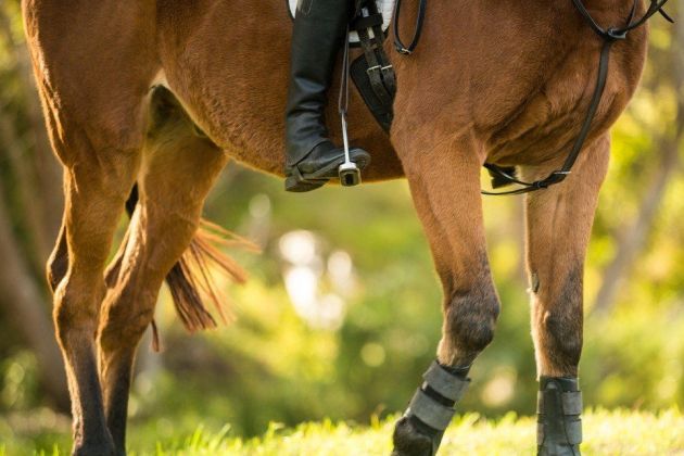 konj, jezdec, ženska.jpg