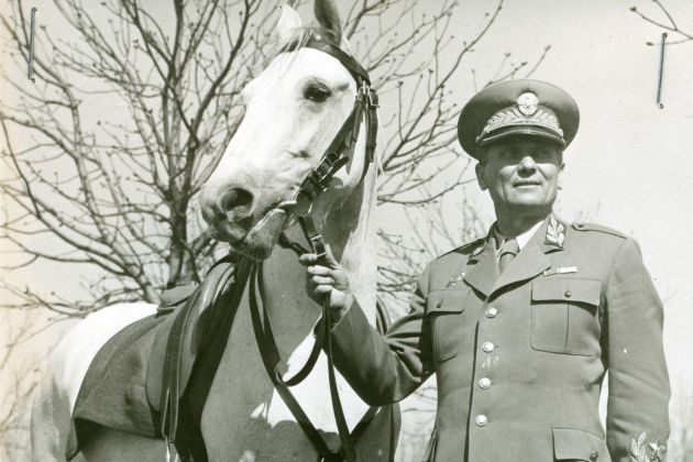 tito konj pf.jpg