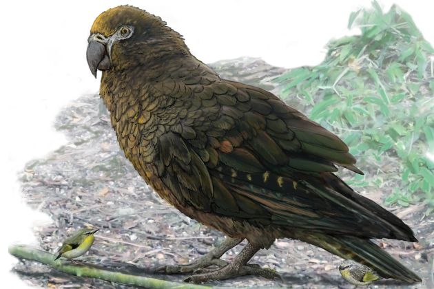 heracles inexpectatus.jpg