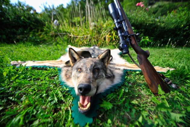 volk kozuh odstrel lovci puska trofeja bobo.jpg