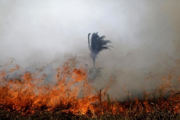Amazonski pragozd, požar,