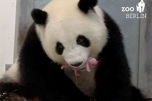 meng meng panda mladic tw.jpg