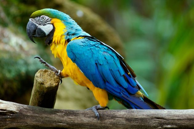 papiga profimedia.jpg