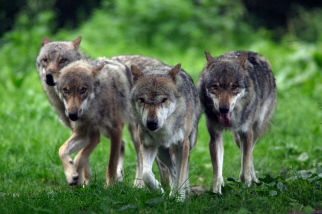 volk, volkovi, trop volkov.jpg