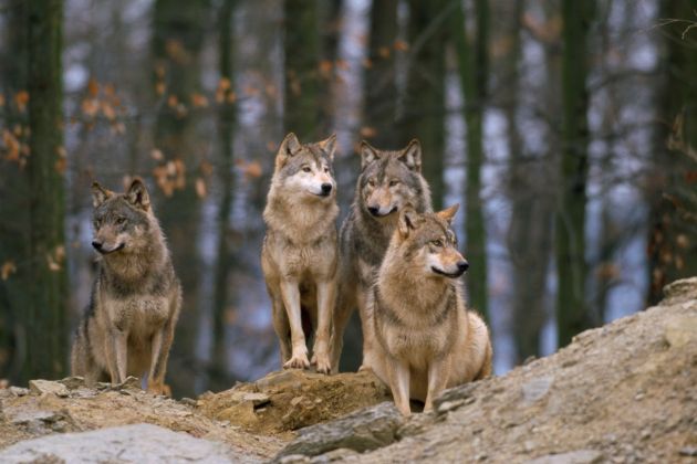 volk, volkovi, trop volkov.jpg