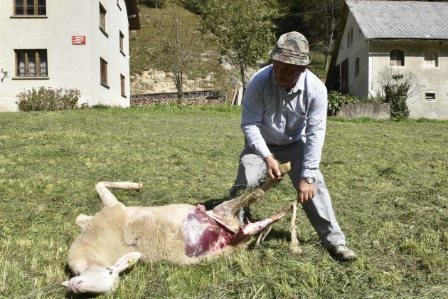 ovce volkovi pokol kopacnica bobo1.jpg