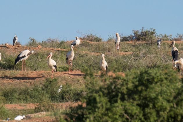odlagališče, srečko