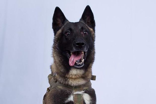 ameriški vojaški pes conana, abu bakr al bagdadi, atentat