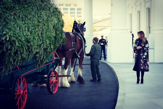 melania drevo konj tw.jpg