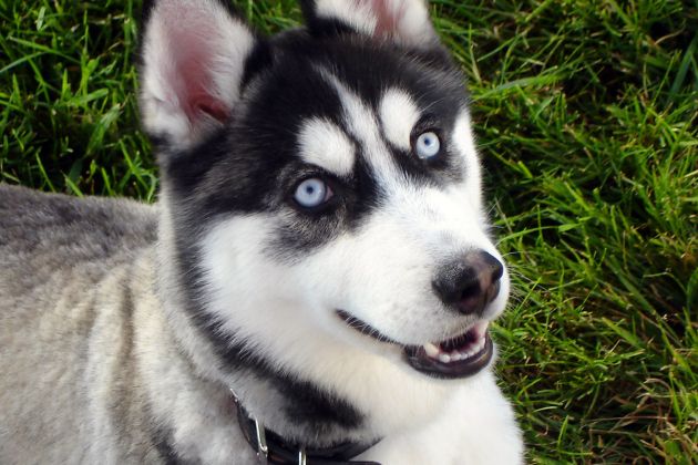 husky haski pes wiki.jpg