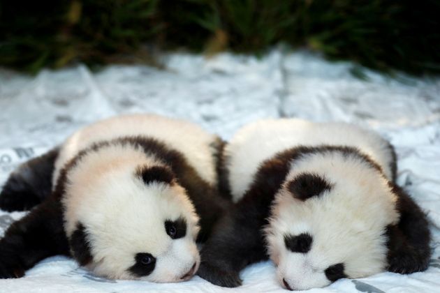 panda berlin zoo re.jpg