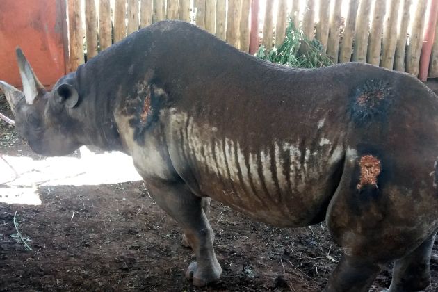 fausta, nosoroginja.jpg