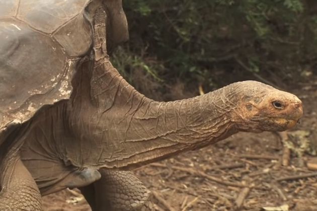 zelva diego galapagos.jpg