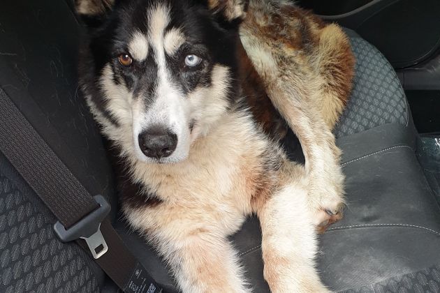 psička Šaka, iskalna akcija