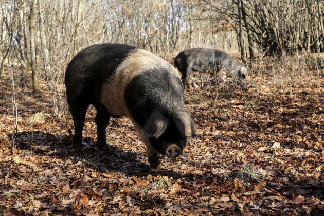 krskopoljec svinja prasic pl.jpg