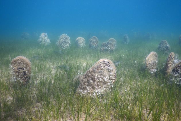 veliki-leščur, pinna-nobilis