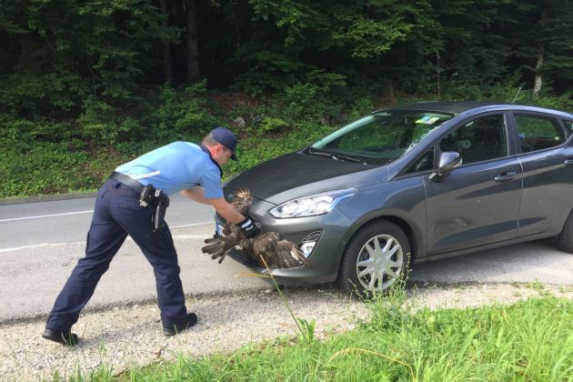 kragulj avto policist.jpg