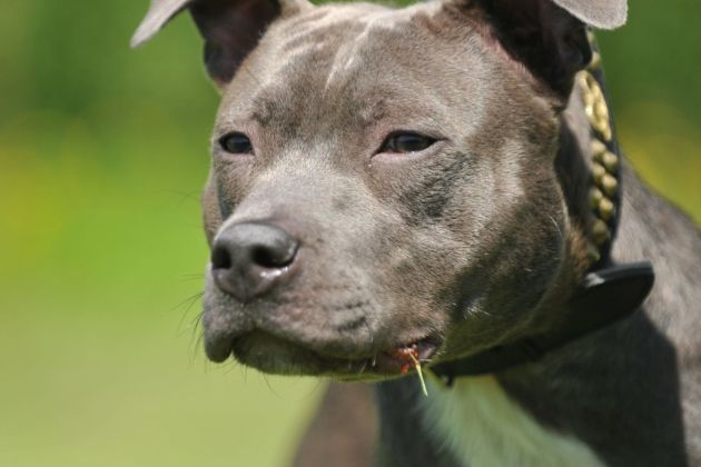 pit bull, pitbull, pes, ugriz, nevaren pes,