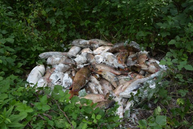 mrtva riba, pogin, alkohol, žveplo