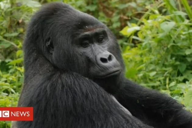 rafiki gorila yt.jpg