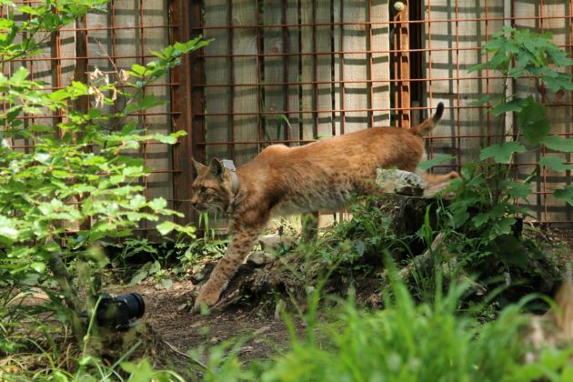 ris maks life lynx.jpg