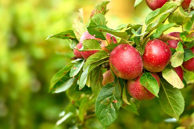 jabolka radi imamo domace mercator.jpg