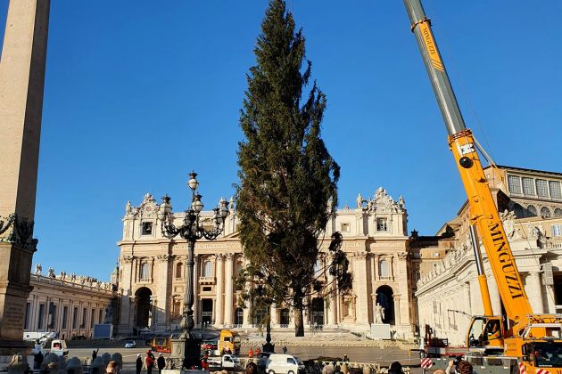 smreka vatikan bozicno drevo bobo.jpg