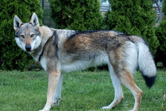 ceskoslovaski volcjak.jpg