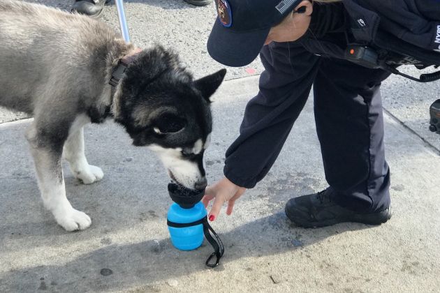policija new york bomba pes.jpg