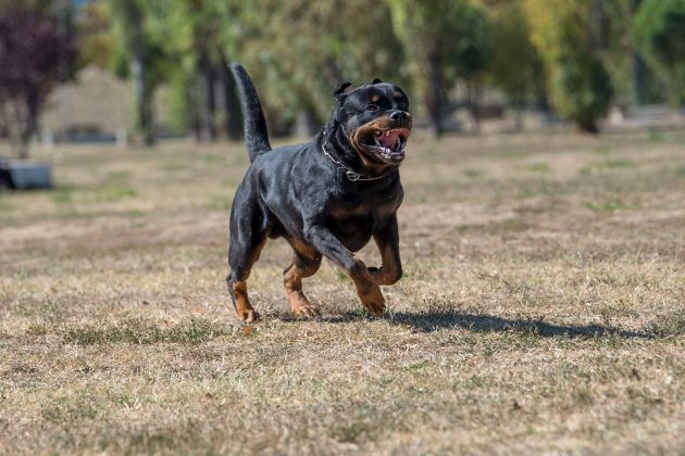 rottweiler rotvajler pes pf.jpg