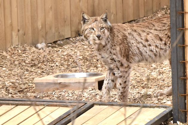 izpustitev-risov-aide-in-zoisa.