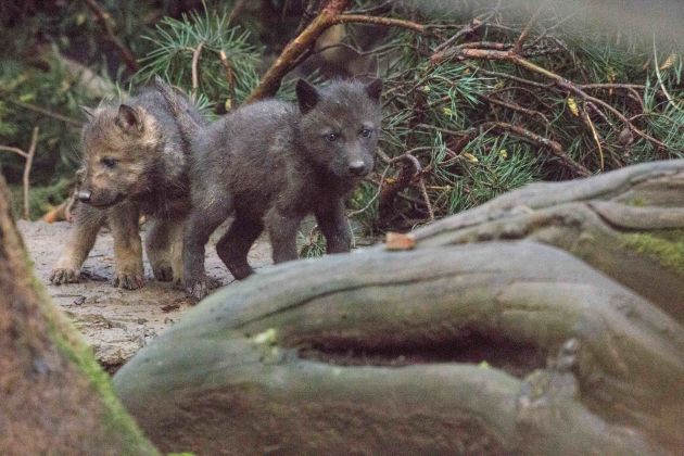 volkovi volcji mladici zivalski vrt zoo ljubljana.jpg