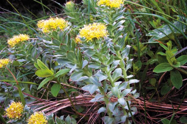 rodiola zelisca pf2.jpg