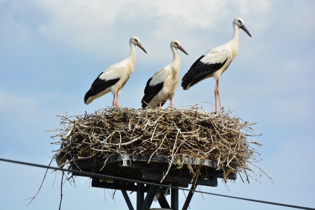 štorklja, bela-štorklja, ptice, goričko