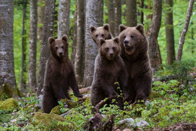 medvedka medvedi pf.jpg