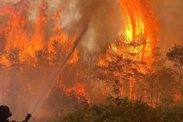 požar, kras, od blizu.jpg