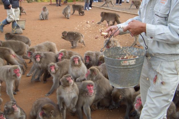 rdecelicni makaki wiki.jpg