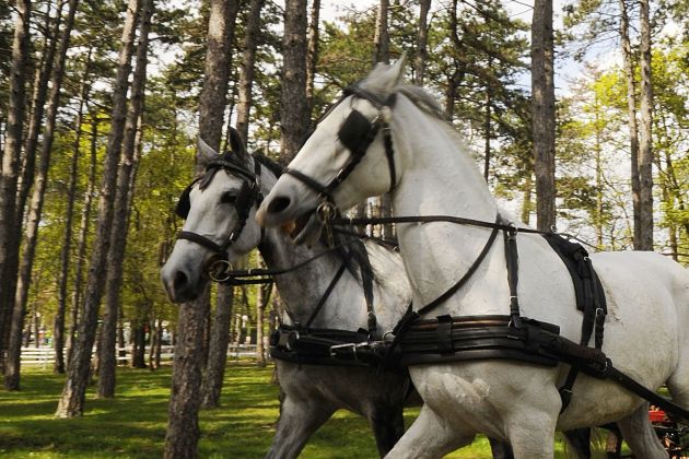 konji konjska vprega kocija bobo1.JPG
