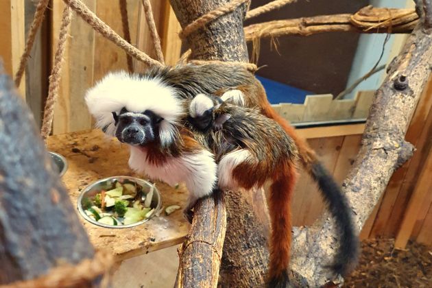 belogralvčki, tropska-hiša