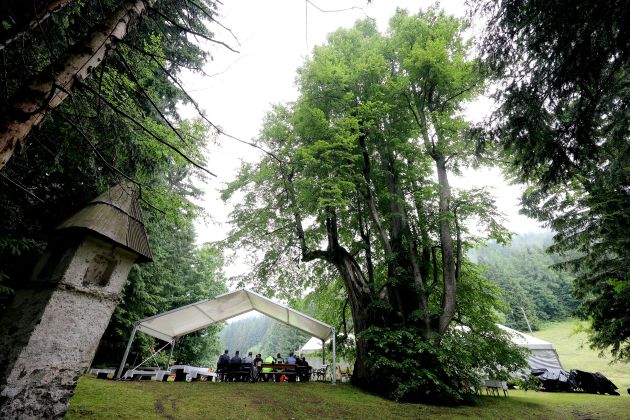 najevska lipa sta.jpg