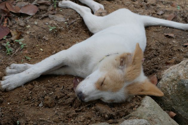 speci pes spi pf.jpg