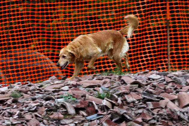 resevalni pes bobo.JPG