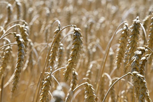 zito psenica bobo.JPG