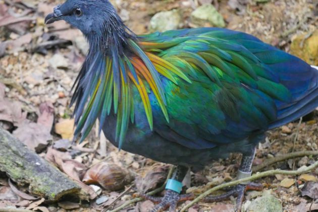 nikobarski golob.jpg