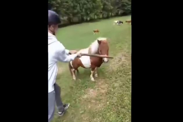 koroska mucenje zivali.jpg