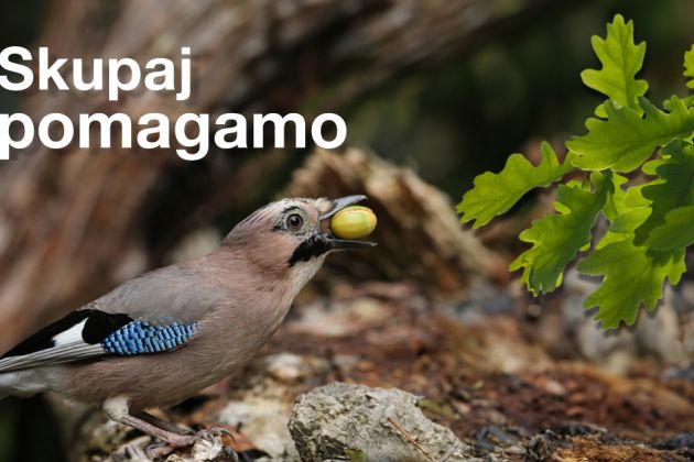 Petrol_Donacija zlatih tock_biotska pestrost slovenskih gozdov.jpg