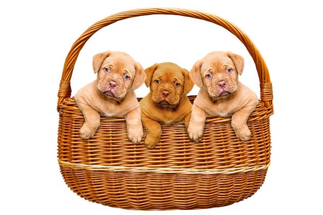 psicki psi kosara px.jpg