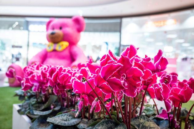 Lej, ALEJA podarja cvetlico ob dnevu žena (foto Ana Levačič).jpg