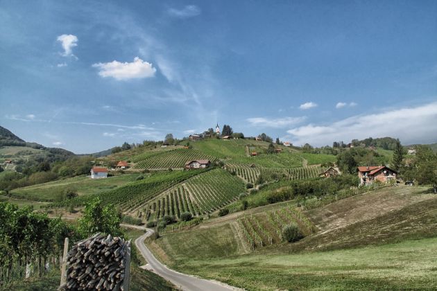 bizeljsko vinograd px.jpg