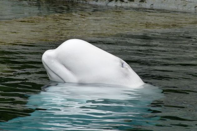 beluga kit px.jpg